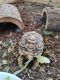 Leopard Tortoise Reptiles for sale in Union, IL 60180, USA. price: NA