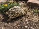 Leopard Tortoise Reptiles