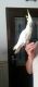 Lesser Sulphur-Crested Cockatoo Birds for sale in Highland Lakes Rd, Highland Lakes, NJ 07422, USA. price: $1,000