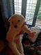 Lhasa Apso Puppies for sale in Konkalam, Thiruvananthapuram, Kerala 695032, India. price: 4500 INR