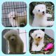 Lhasa Apso Puppies for sale in Kochi, Kerala, India. price: NA