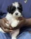 Lhasa Apso Puppies for sale in 4223 Washington St, Ayden, NC 28513, USA. price: $1,850