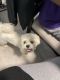 Lhasa Apso Puppies for sale in Beavercreek, OH, USA. price: $500