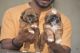 Lhasa Apso Puppies for sale in Sector No. 6, Moshi, Pimpri-Chinchwad, Maharashtra 412105, India. price: 30000 INR