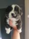 Lhasa Apso Puppies for sale in Thrissur, Kerala, India. price: 8000 INR
