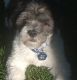 Lhasa Apso Puppies for sale in Nampa, ID, USA. price: $750
