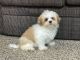 Lhasa Apso Puppies for sale in Orland Park, IL, USA. price: NA