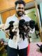Lhasa Apso Puppies for sale in Villivakkam, Chennai, Tamil Nadu, India. price: 4000 INR
