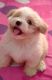 Lhasa Apso Puppies for sale in Indore, Madhya Pradesh, India. price: NA
