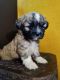 Lhasa Apso Puppies for sale in Pune, Maharashtra, India. price: 15000 INR