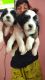 Lhasa Apso Puppies for sale in Chikka Nanjunda Reddy Layout, Babusapalya, Bank Avenue Colony, Horamavu, Bengaluru, Karnataka 560043, India. price: 8500 INR