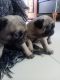 Lhasa Apso Puppies for sale in Nagpur, Maharashtra, India. price: 8000 INR