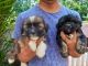 Lhasa Apso Puppies for sale in Kodungallur, Kerala, India. price: 15000 INR