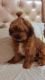 Lhasa Apso Puppies for sale in Chandigarh, India. price: 15000 INR