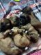 Lhasa Apso Puppies for sale in Paschim Vihar, New Delhi, Delhi, India. price: 12000 INR