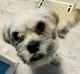 Lhasa Apso Puppies for sale in Cameron, NC 28326, USA. price: $800