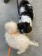Lhasa Apso Puppies for sale in Navalur Flyover, Navalur, Tamil Nadu 600130, India. price: 8500 INR