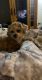 Lhasa Apso Puppies for sale in Abington, MA 02351, USA. price: NA