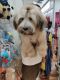 Lhasa Apso Puppies for sale in Anandapur, East Kolkata Twp, Kolkata, West Bengal 700107, India. price: 20000 INR