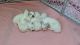Lhasa Apso Puppies for sale in Englewood, NJ 07631, USA. price: NA