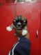 Lhasa Apso Puppies for sale in Janakpuri, New Delhi, Delhi, India. price: 20000 INR