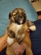 Lhasa Apso Puppies for sale in Pinellas Park, FL, USA. price: NA