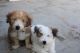 Lhasa Apso Puppies for sale in Chennai, Tamil Nadu, India. price: 12000 INR