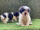 Lhasa Apso Puppies for sale in Miami Ct, Brooklyn, NY 11225, USA. price: $300