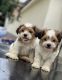 Lhasa Apso Puppies for sale in Miami Ct, Brooklyn, NY 11225, USA. price: $200