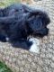Lhasa Apso Puppies for sale in 6429 Emerald Dr, Rocklin, CA 95677, USA. price: $400