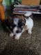 Lhasa Apso Puppies for sale in Hyderabad, Telangana, India. price: 15000 INR