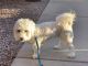 Lhasa Apso Puppies for sale in Douglas County, CO, USA. price: NA