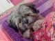 Lhasa Apso Puppies for sale in Greater Kailash I, New Delhi, Delhi 110048, India. price: NA