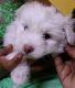 Lhasa Apso Puppies for sale in Vijayawada, Andhra Pradesh, India. price: 9000 INR