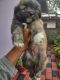 Lhasa Apso Puppies for sale in Bengaluru, Karnataka, India. price: 13000 INR