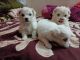 Lhasa Apso Puppies for sale in Bhopal, Madhya Pradesh, India. price: 12000 INR