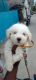 Lhasa Apso Puppies for sale in Chittoor, Andhra Pradesh, India. price: 9000 INR