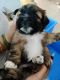 Lhasa Apso Puppies for sale in Palava City, Maharashtra 421204, India. price: 30000 INR