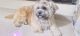 Lhasa Apso Puppies for sale in Gota, Vasant Nagar, Ognaj, Ahmedabad, Gujarat 380081, India. price: 15000 INR