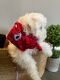 Lhasa Apso Puppies for sale in Middletown, OH, USA. price: NA