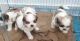 Lhasa Apso Puppies for sale in Delhi, India. price: 18000 INR
