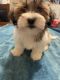 Lhasa Apso Puppies for sale in Jacksonville, AR, USA. price: $500