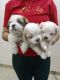 Lhasa Apso Puppies for sale in Najafgarh, New Delhi, Delhi, India. price: 16000 INR