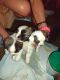 Lhasa Apso Puppies for sale in New Castle, PA, USA. price: $150