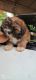 Lhasa Apso Puppies for sale in Thrissur, Kerala, India. price: 17000 INR