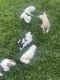 Lhasa Apso Puppies for sale in Bloomfield, CT, USA. price: $1,600