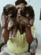 Lhasa Apso Puppies for sale in Mayur Vihar Phase III, New Delhi, India. price: 10000 INR