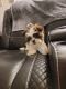 Lhasa Apso Puppies for sale in Albuquerque, NM, USA. price: NA