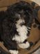 Lhasa Apso Puppies for sale in Hyderabad, Telangana, India. price: 2 INR