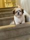 Lhasa Apso Puppies for sale in Middletown, DE 19709, USA. price: $1,600